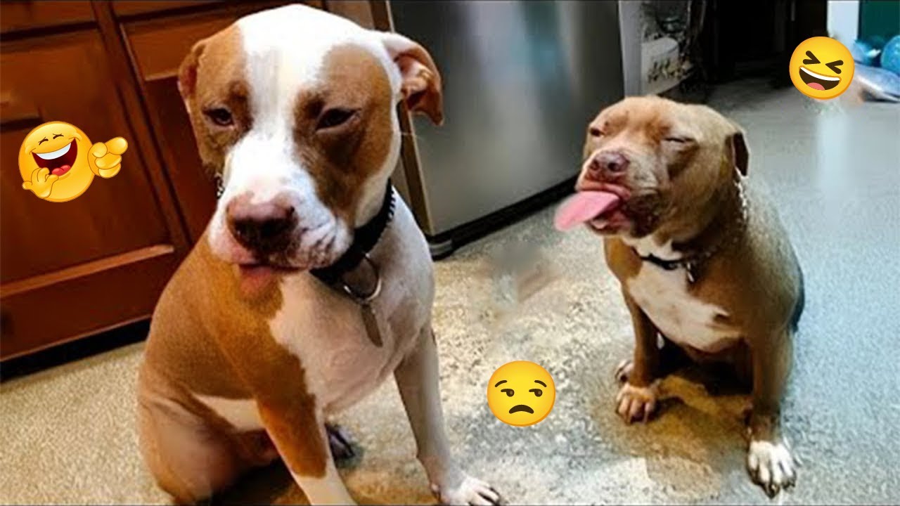 FUNNY DOGS FAILS 2025 🤣 Hilarious Dog Moments That Will Keep You Laughing All Day! 🐾#21