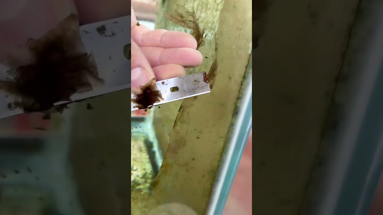 Почему следует чистить стекло бака