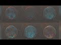 Arnold for 3ds Max | Creating All Kinds of Bubbles using Thin Film | Tutorial #116