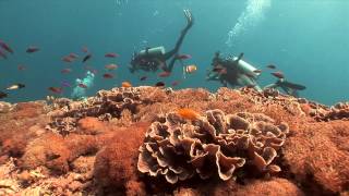 Wonderful Indonesia : Diving