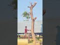 7358911306 erode anbu tree cutter machine working#treecutting#skills#subscribe