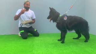 First session with crixus for bite work protection training