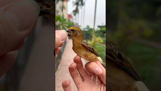 Thả chim SẺ HUNG & SẺ ĐỒNG MÀY TRẮNG về tự nhiên😊 #datbirdtv #birds #pets #aviary #shorts #wildtv