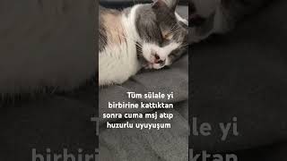 Prenses Insan Olsaydı Kesin O Yenge Lerden Olurdu