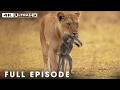 Wild Savannah | The Tragic Circle Of Life | FULL EPISODE | Wildlife Documentary
