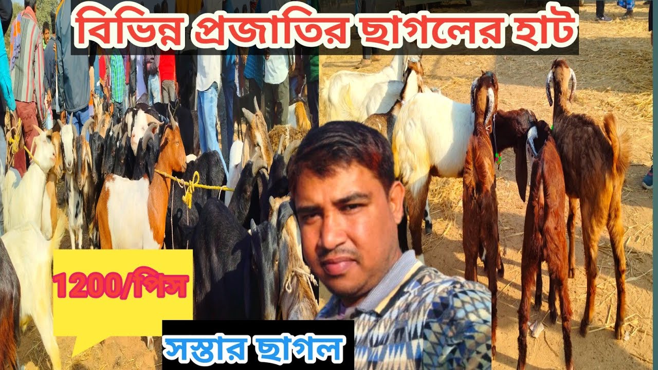 বিভিন্ন প্রজাতির ছাগলের হাট।। মাত্র 1200 টাকায় ছাগল 😱😱 সুখবাজারের পশু হাট।।#aminulcollection 