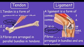 Tendon Vs Ligament |Quick Differences and Comparison|