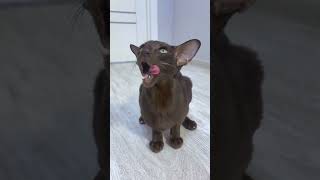ОТ КОШЕК ПРОБЛЕМЫ #cat #топ