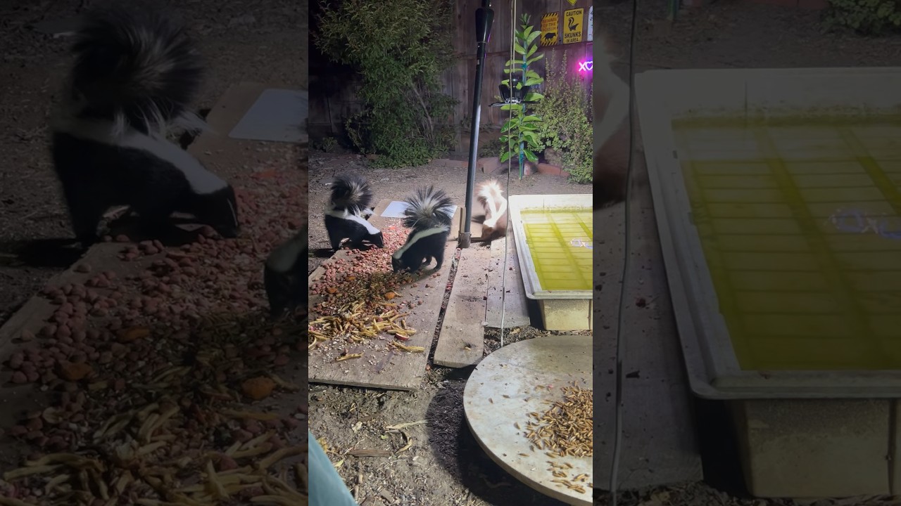 The Three Body Problem But With Skunks 