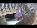 【※無修正】サバンナモニターのへミペニス Savannah Monitor Hemipenis