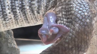 【※無修正】サバンナモニターのへミペニス Savannah Monitor Hemipenis