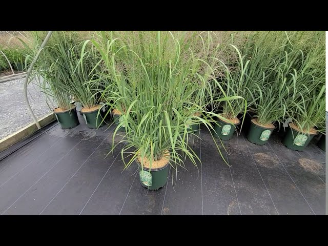 Panicum Dallas Blues (Switch Grass) // Lovely💜 STRIKING Vase-shaped NATIVE grass, with airy plumes!