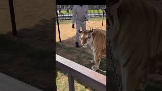 In Dubai Zoo You Can Touch Tiger And Take Picture With Tiger