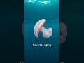 This Jellyfish Never Dies (Biologically Immortal)