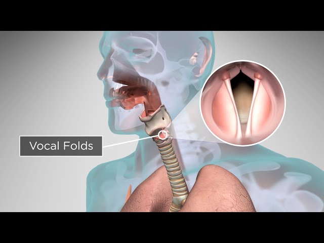 How Does the Human Body Produce Voice and Speech? class=