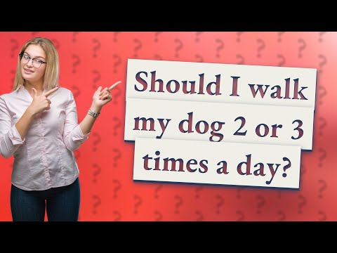 Video: Bootie Call: Bootie-licious Patarimai, kaip pašalinti šunų batus