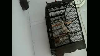 Jagal mini super gacor merauke