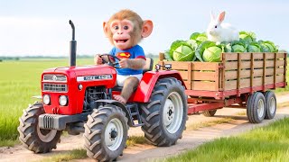 Download Lagu Farmer monkey drives tractor to harvest cabbages and take care of injured rabbit! MP3
