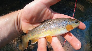 Micro Fishing With TINY TROUT Spinners!