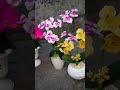 dekor rumah dari bunga hias cantik😍😍