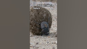 The Amazing Way Dung Beetles Use Stars To Find Their Way!