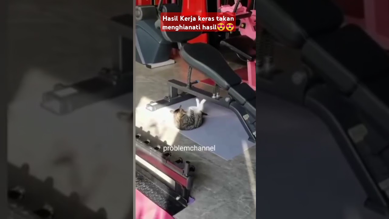 #kucinglucu #funny #shortvideo jangan remehkan kerja keras😁