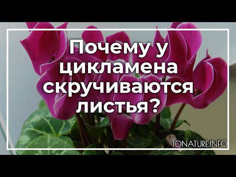 Почему у цикламена скручиваются листья? | toNature.Info