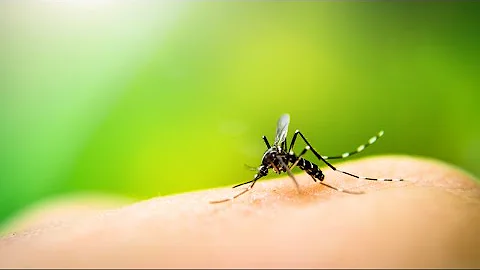 Do mosquitoes bite some people more than others? Yes, they sure do