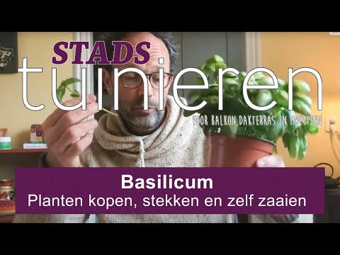 Video: Welke basilicum is meerjarig?