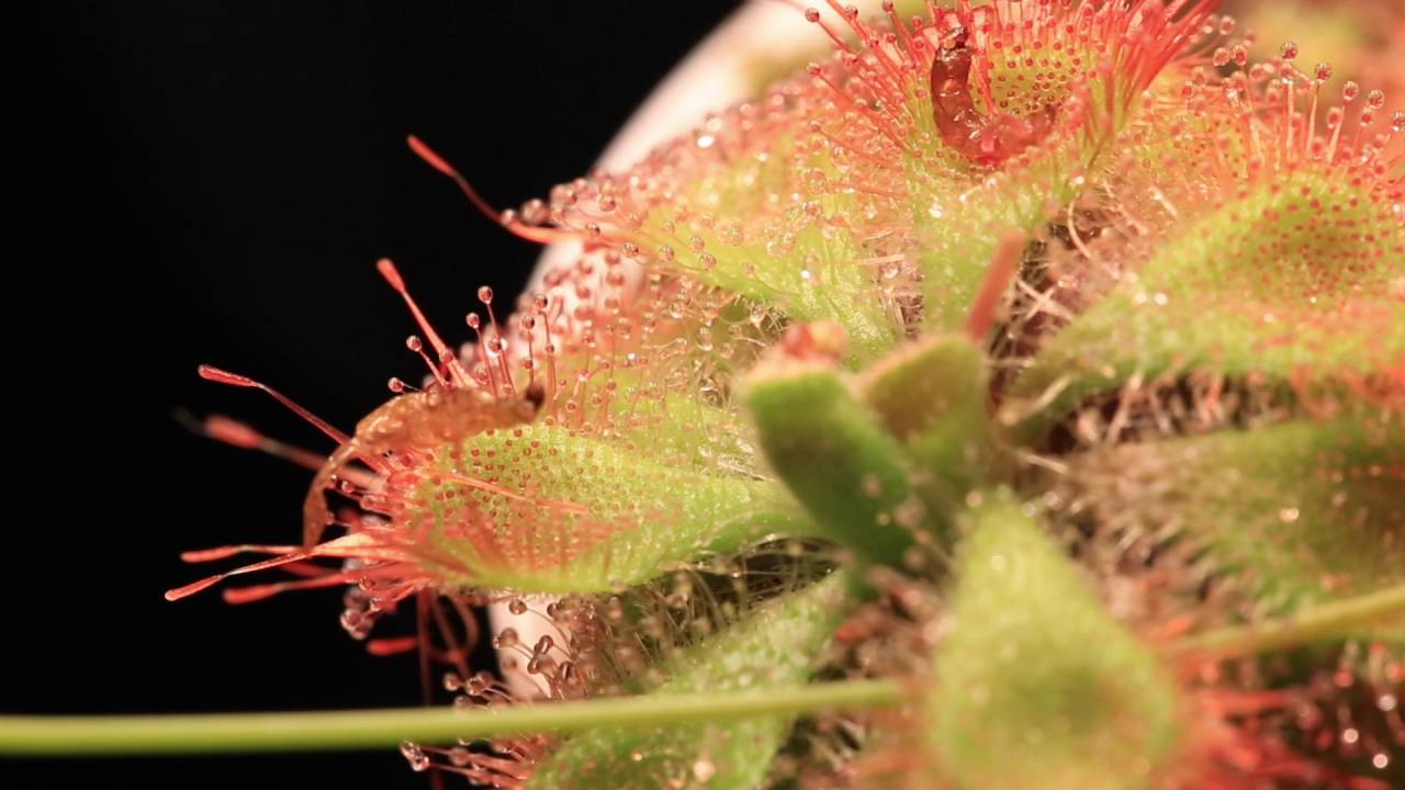 D. sessilifolia: snap-tentacles