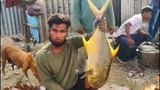 Amazing Live Trevally Fish Cutting Skill🔪 FOR ONLY SEA FOOD LOVERS🔪KF FISH CUTS