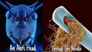 15 Ordinary Things That Look So Weird Under a Microscope
