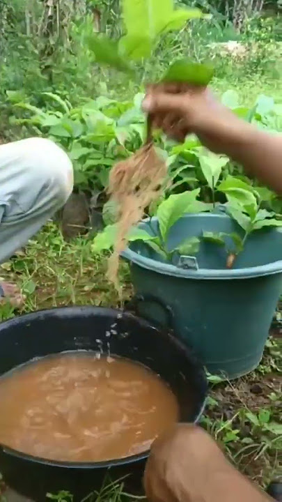 kopi BP-308 solusi petani masa kini.. akar serabut yang banyak membuat kopi tahan dari hama akar