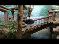 Панда за едой/Panda eating