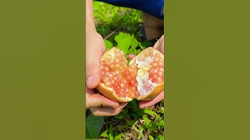 Pomegranate! #shorts #tiktok #foryou #fyp #food #langlieu