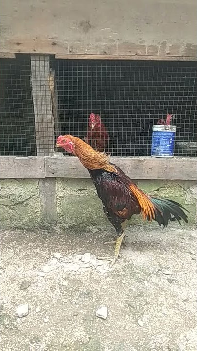 Kokok ayam MANGON Perdana!!!!