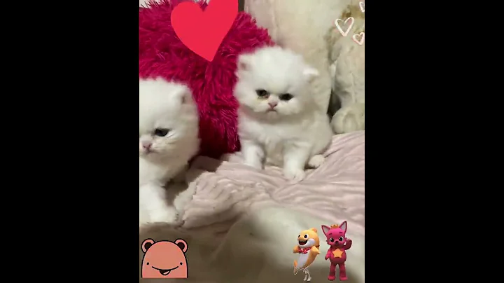 Watch the video about Three baby persian kittens playing