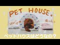 【犬のグッズ】トイプードルにペットハウスを購入したらまさかの事態に！！【私らしい犬との暮らし】