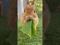 Crunchy Rabbit ASMR 🐰