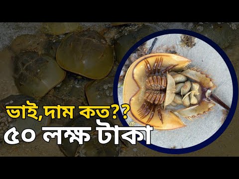 ভিডিও: অভিজাতদের কেন নীল রক্তের মানুষ বলা হয়