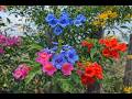 Peaceful Garden Music 🌸 Relaxing Background Sound#relaxing  music#natural music