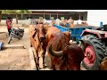 Gir cows of jogmaya gaushala