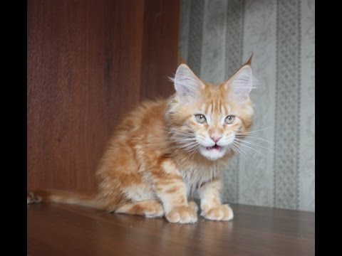 Котята Мейн Кун Фото В 3