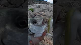 Σαργός σέ black minnow!! #shorejigging #fiiish #sarago