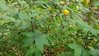 Cia Occidentalis Peni.thora