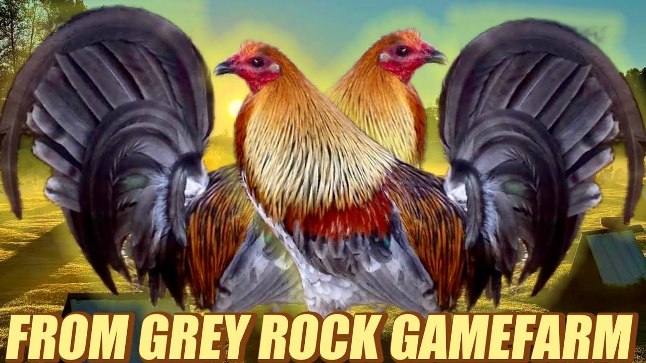 Beautiful Blueface Hatch Mclean- FROM GREY ROCK GAMEFARM