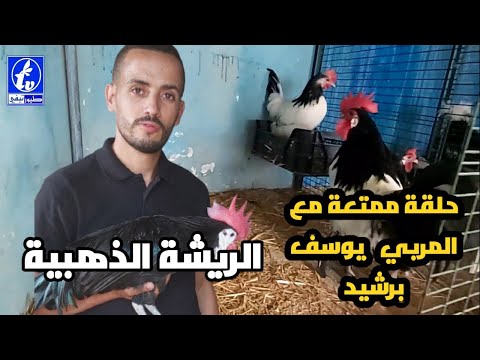 زيارة لمزرعة الريشة الذهبية لدجاج الزينة و الدجاج البياض
