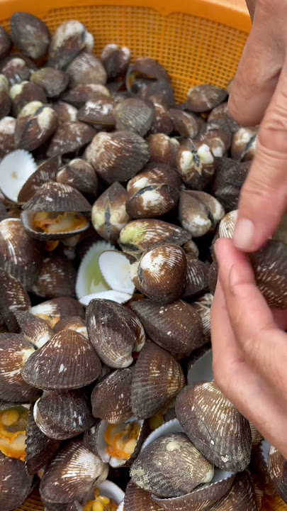 Kerang Bulu #food #cooking