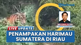 Download Lagu Ketakutan Warga Siak Riau, Viral Video Kemunculan Harimau Sumatera di KM 7 Jalan Lintas Siak-Dayun MP3