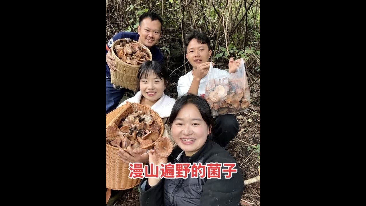 第一次捡菌子太过瘾了，遍地都是随便捡，猜猜最后收获了多少？ #我的乡村生活  #野生菌 #大山里的味道